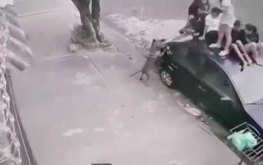 Crianças são atacadas por Pitbull e se refugiam em teto de carro