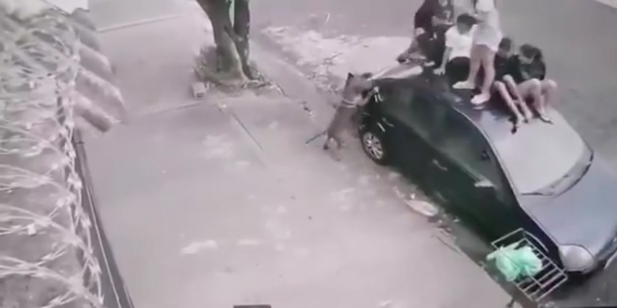 Momento do ataque do Pitbull