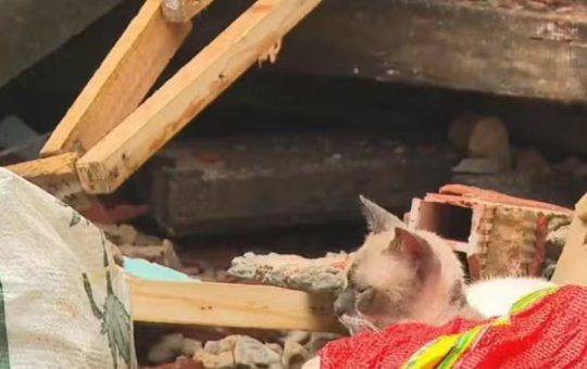 Imóvel de três andares desaba no Uruguai e gato é resgatado 