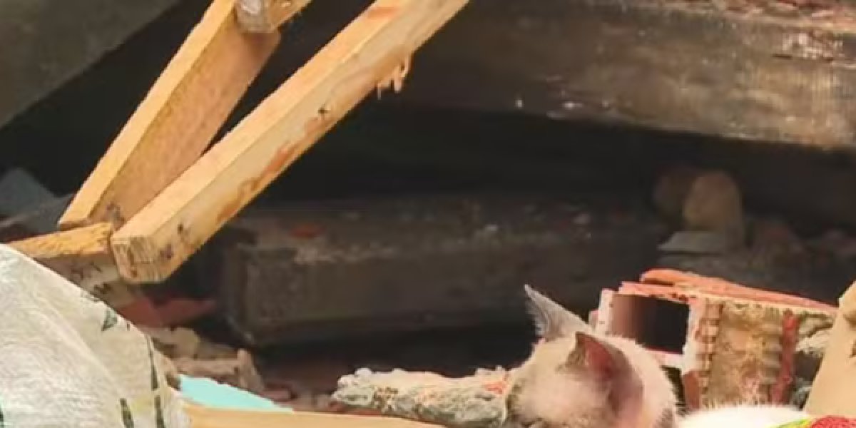 Imagens do gato sendo resgatado