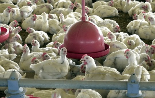 Brasil vai se declarar livre da gripe aviária nesta quarta-feira (18)
