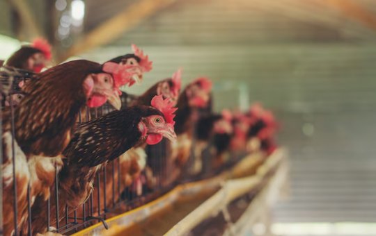 Brasil se declara livre da gripe aviária após 28 dias sem novos casos