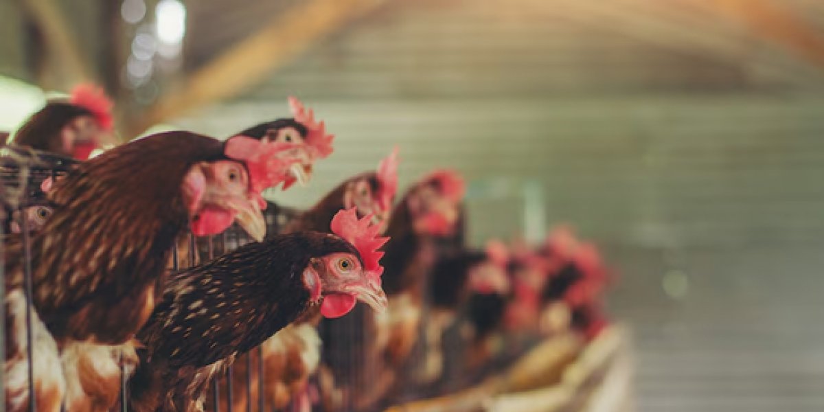 Imagem ilustrativa de galinhas