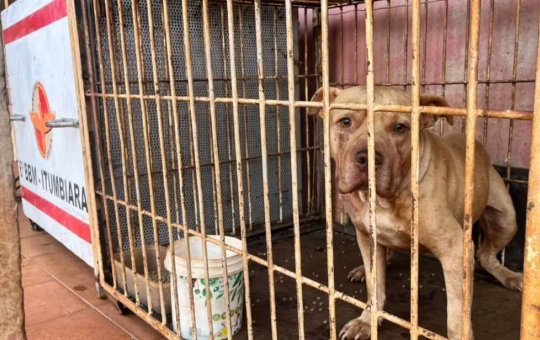 Menino de 4 anos morre após ataque de pit bull dentro de casa, em Goiás