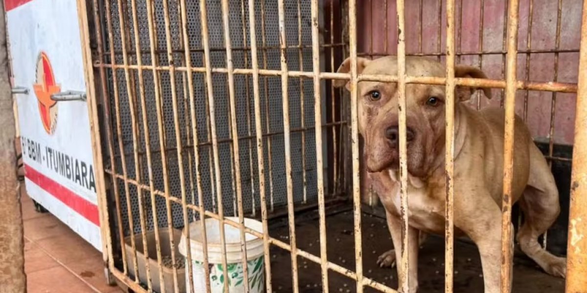 Menino de 4 anos morre após ataque de pit bull dentro de casa, em Goiás