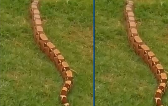 Jiboia de dois metros é vista no Morro do Cristo, em Salvador, e assusta pessoas