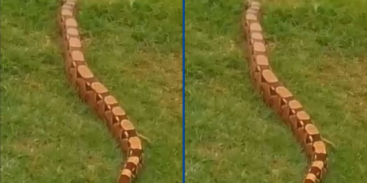 Cobra de dois metros é vista no Morro do Cristo, em Salvador