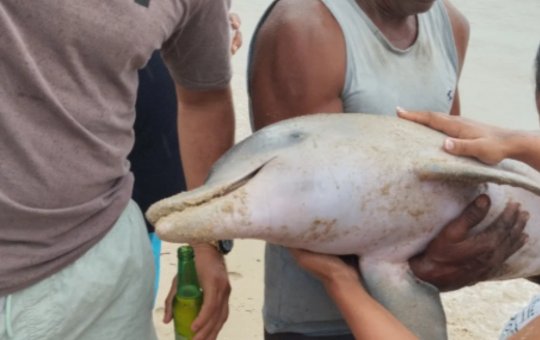 Golfinho é encontrado morto em praia de Salvador