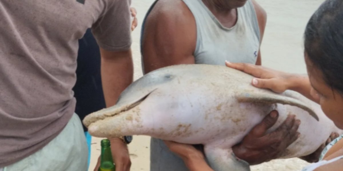 Golfinho é encontrado morto em praia de Salvador