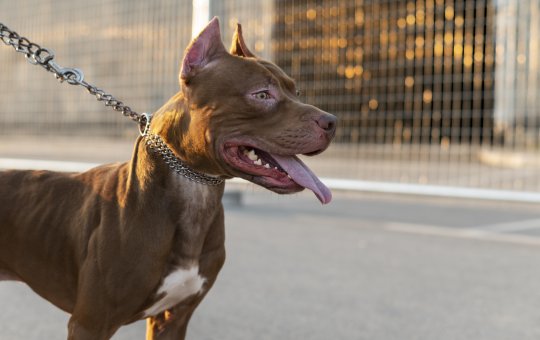 Pitbull com coleira na rua