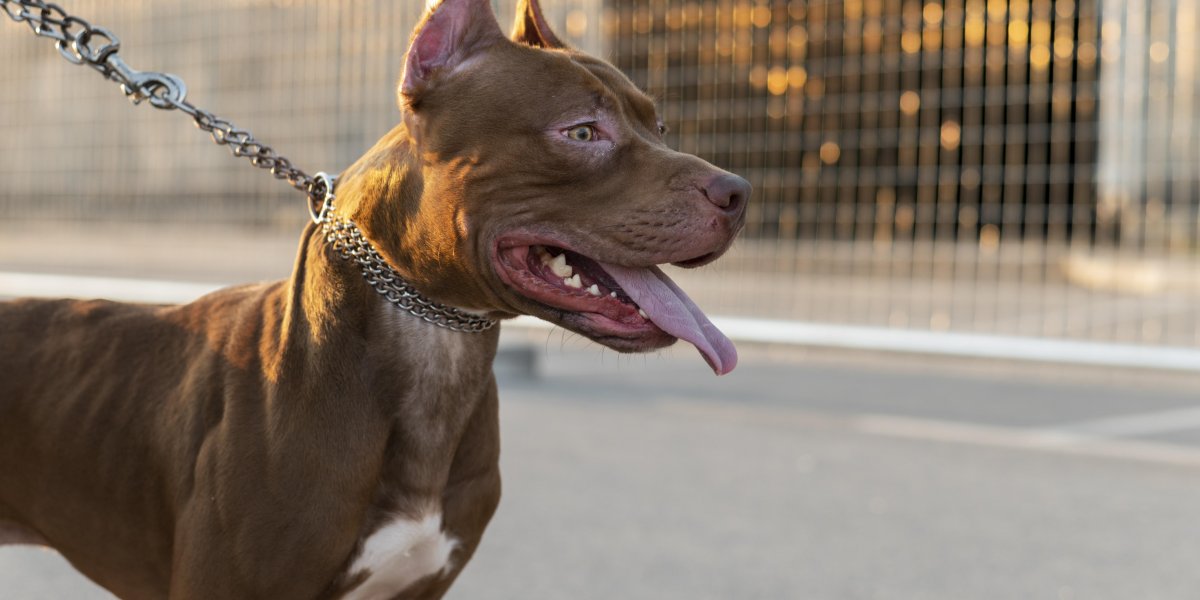 Pitbull com coleira na rua