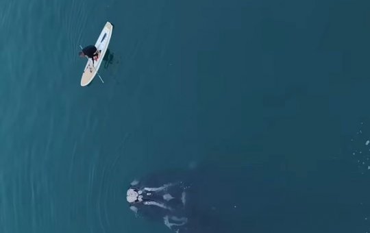 Surfistas salvam baleia franca em Santa Catarina