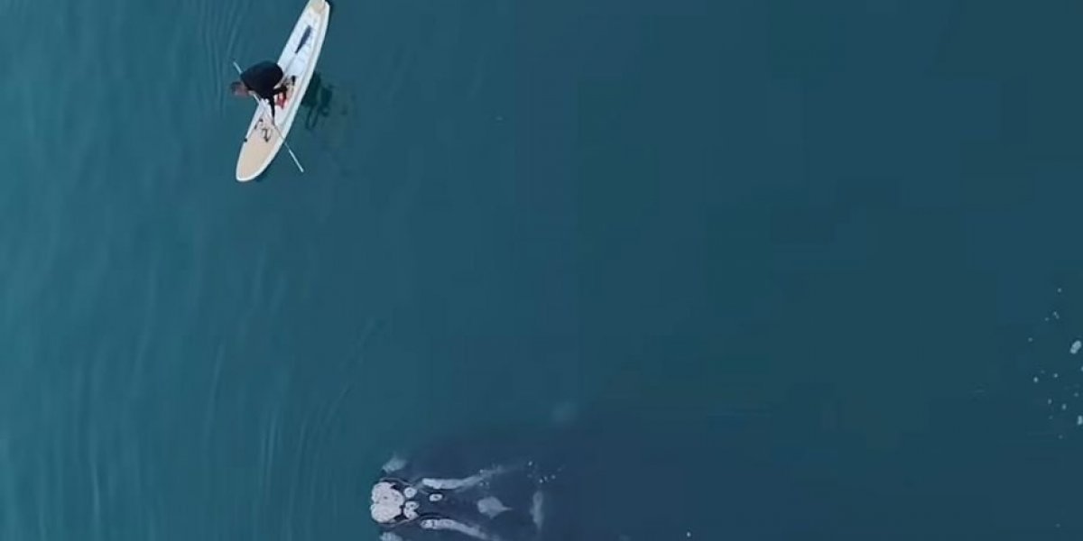 Surfistas salvam baleia franca em Santa Catarina