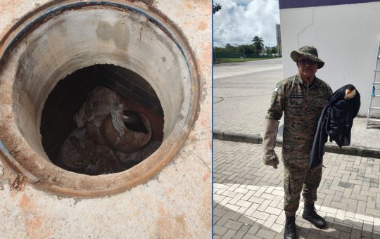 Gavião-carcará é resgatado pela Polícia Ambiental dentro de empresa no bairro de Pirajá, em Salvador