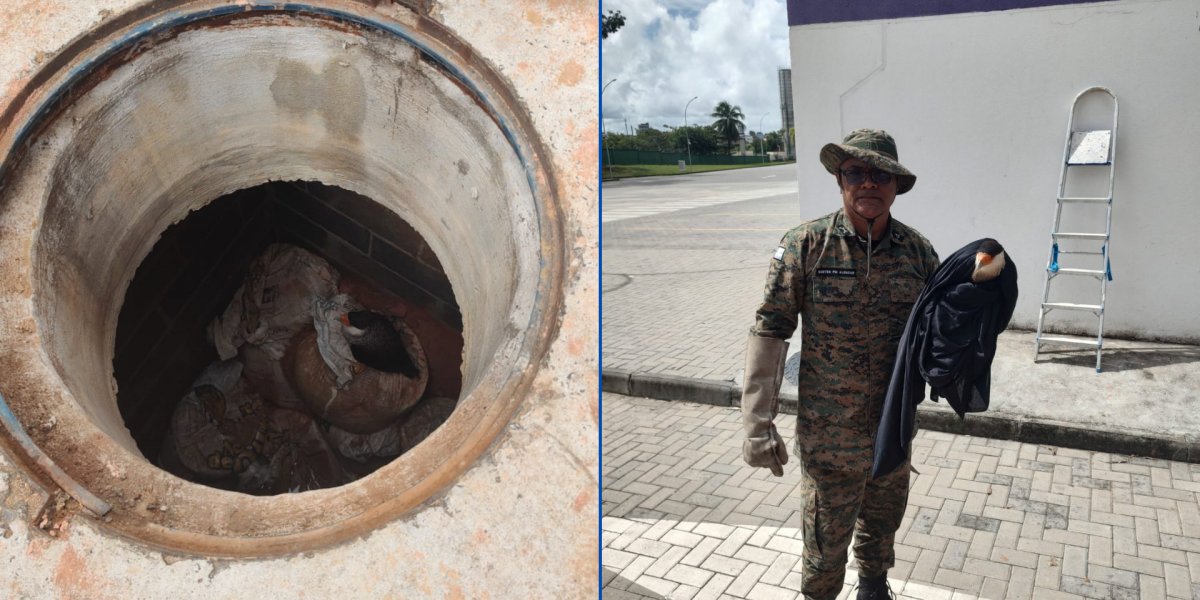 Gavião-carcará é resgatado pela Polícia Ambiental dentro de empresa no bairro de Pirajá, em Salvador