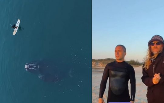 Surfista que salvou baleia pode pagar multa altíssima pelo Ibama; entenda