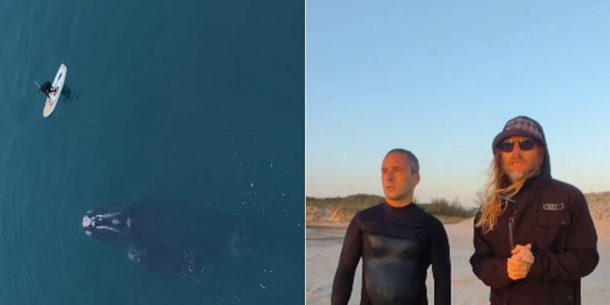 Momentos dos vídeos e os salvadores da baleia