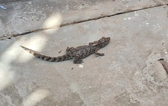 Jacaré é resgatado em pátio de manutenção do metrô de Salvador
