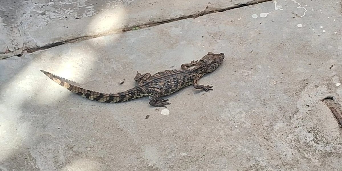 Jacaré é resgatado em pátio de manutenção do metrô de Salvador
