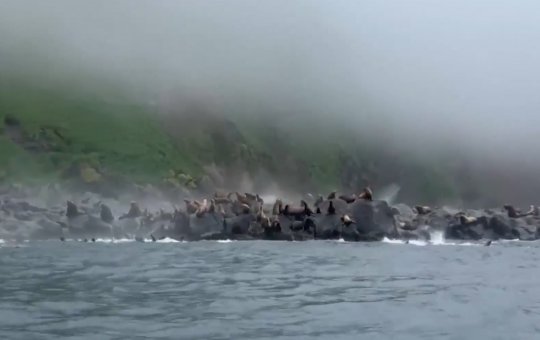 Leões-marinhos pulam no mar durante terremoto de magnitude 8,8 na Rússia
