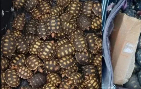 Homem é preso transportando 600 filhotes de Jabuti em mala