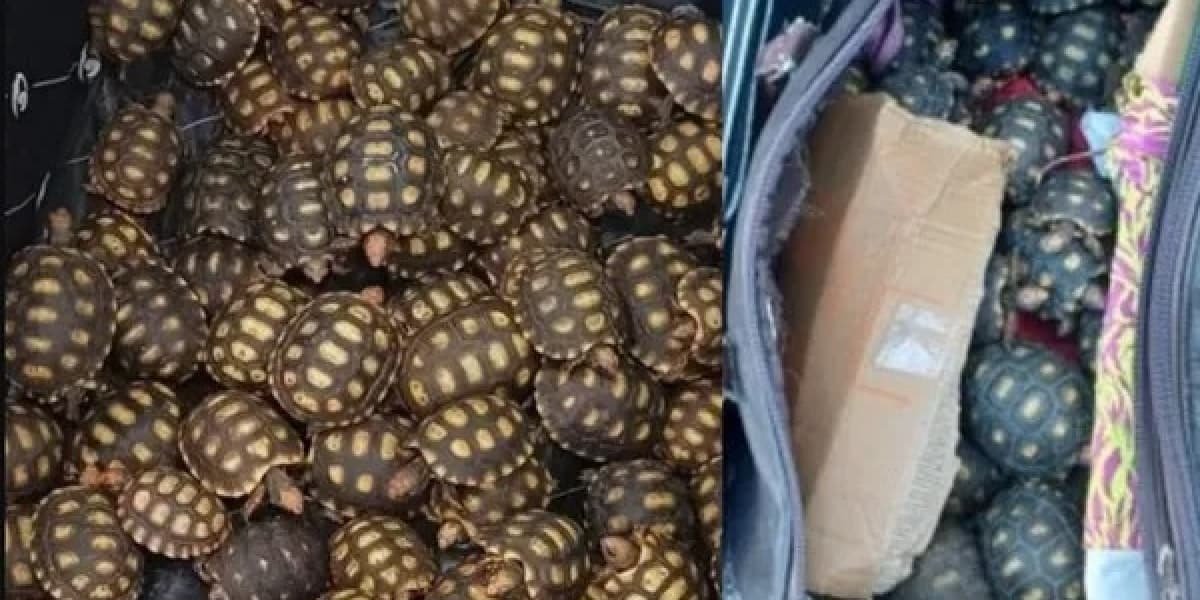 Jabuti recuperado pela PRF