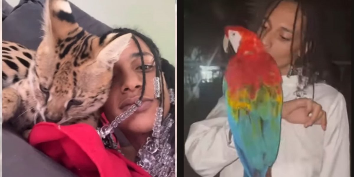 Oruam com gato selvagem e com arara-vermelha