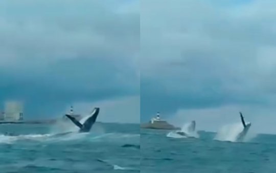 Fotógrafo registra salto duplo de baleias no mar de Salvador