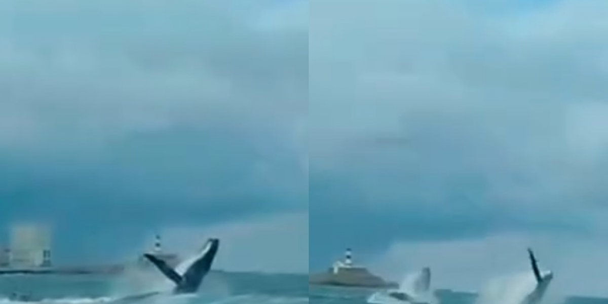 Registro do salto das baleias