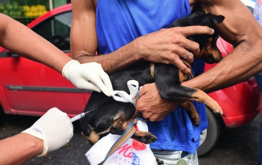 Campanha de vacinação antirrábica em Salvador começa nesta segunda-feira