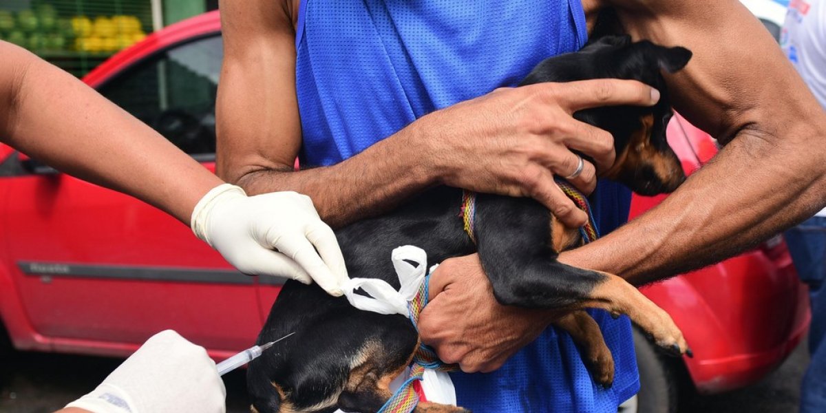 Cachorro sendo vacinado