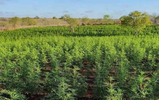 Forças Policiais da Bahia erradicam 1 milhão de pés de maconha em 2025