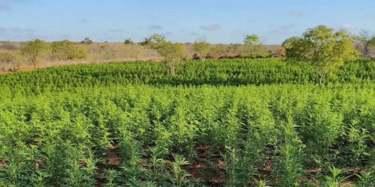 Forças Policiais da Bahia erradicam 1 milhão de pés de maconha em 2025