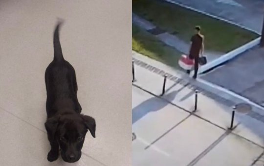 Passageiro abandona cachorrinho em aeroporto após recusa de embarque de animal