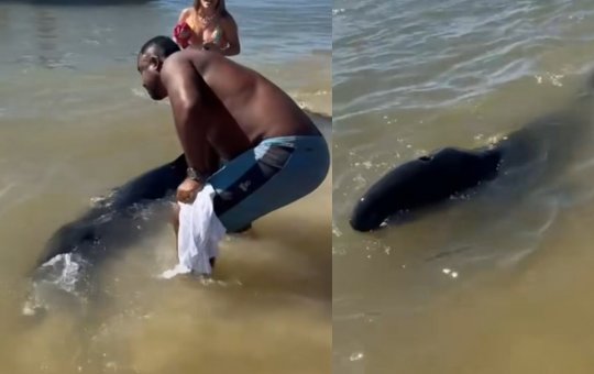 Falsa orca é avistada na praia da Gamboa e mobiliza equipes de resgate em Cairu