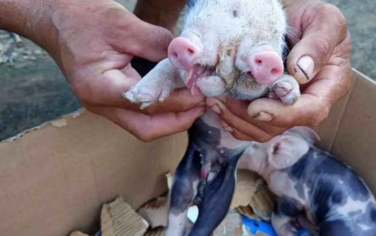 Caso raro: Porco nasce com duas bocas em Feira de Santana