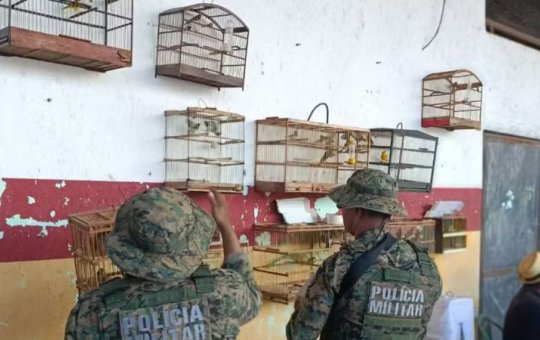 Dupla é presa e mais de 70 aves são resgatadas em feira livre em Candeias