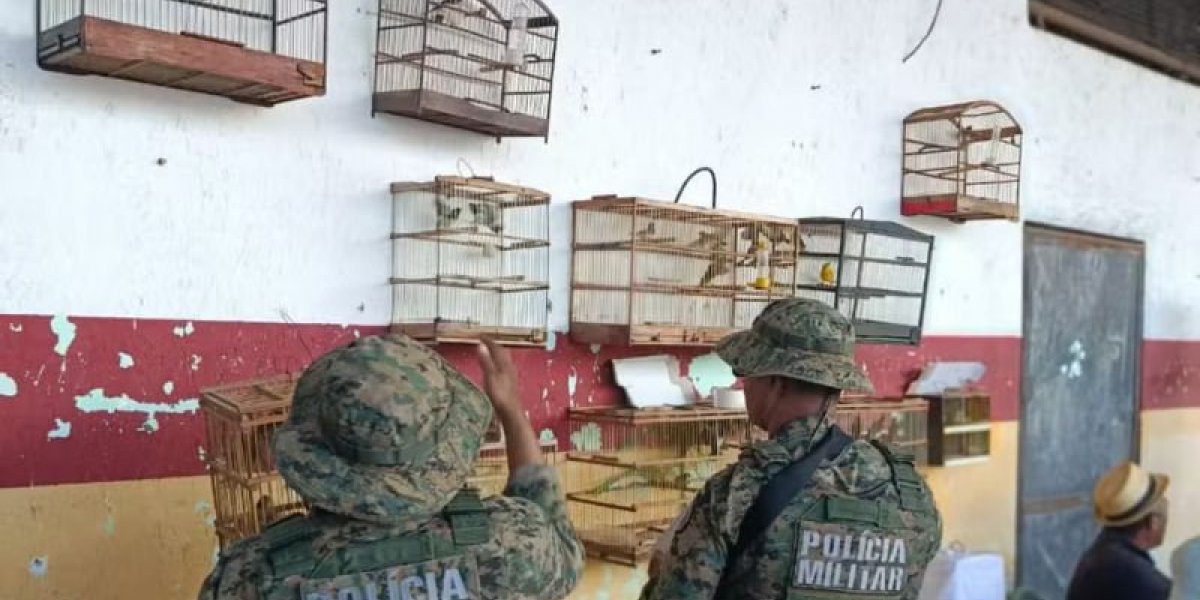 Aves sendo resgatadas pela Polícia Militar