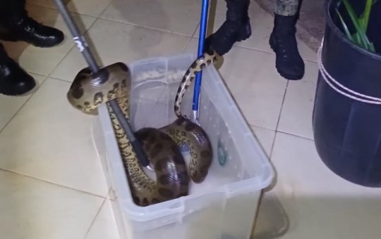 Sucuri de 2 metros é capturada em área residencial na RMS; veja