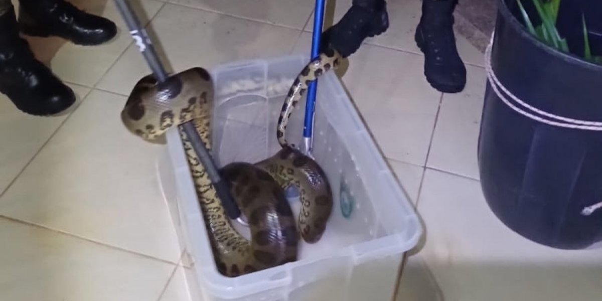 Imagem da cobra