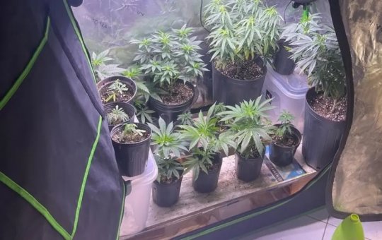 Homem é preso com estufas de maconha em condomínio no Rio Vermelho, em Salvador