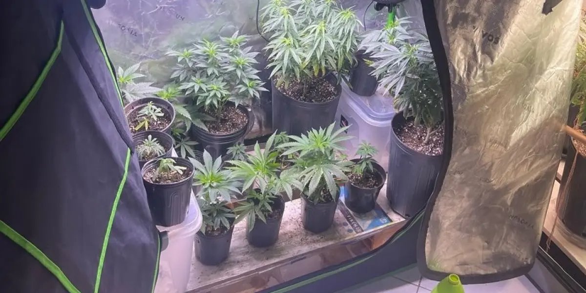 Droga apreendida durante operação