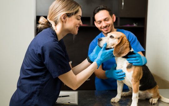 A importância do médico veterinário no combate à violência e maus-tratos aos animais