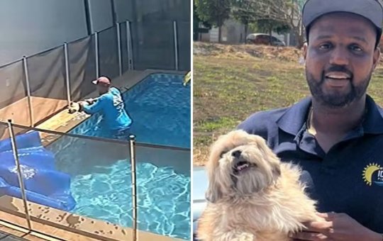 Piscineiro salva cachorro cego de afogamento em piscina de Goiânia
