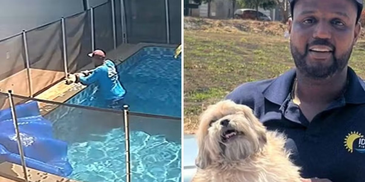 Piscineiro salva cachorro cego de afogamento em piscina de Goiânia