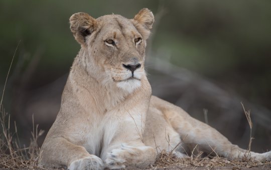 Visitante flagra ataque de leoa a urubu dentro de zoológico