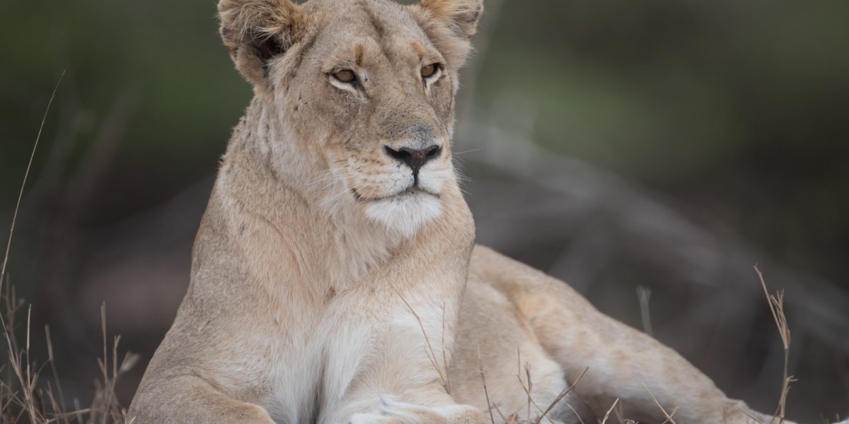 Visitante flagra ataque de leoa a urubu dentro de zoológico