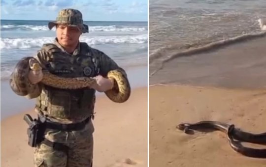Sucuri é encontrada na Praia de Patamares por Polícia Militar