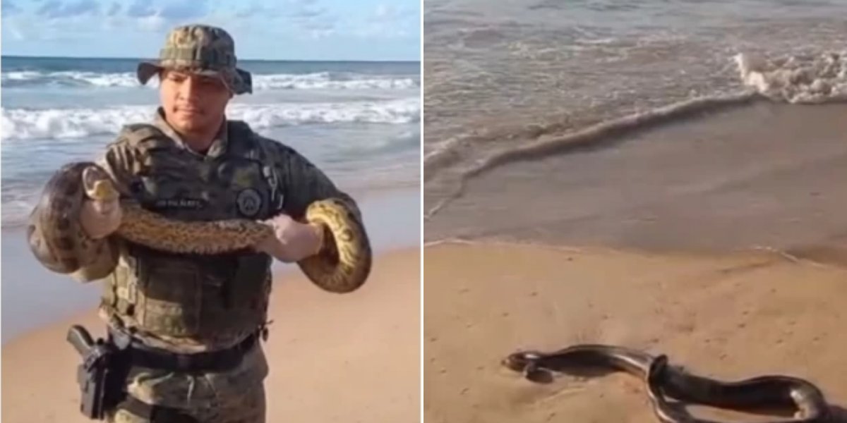 Sucuri é encontrada na Praia de Patamares por Polícia Militar
