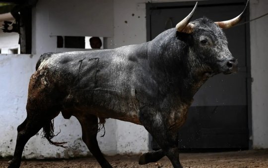 Touro solto ataca homem e destrói carro durante festival na Espanha